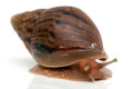 Lissachatina immaculata panthera juvenil